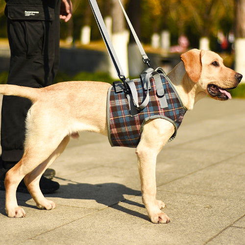 補助ハーネスで前足が弱いワンチャンをサポート